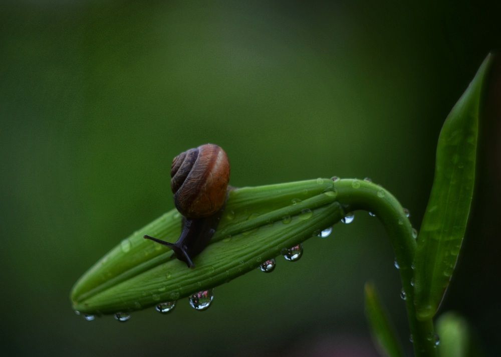 Улитка на Лилии
