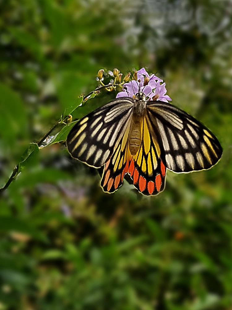 Фотография автора Mohana Murali Krishna Kavutharapu