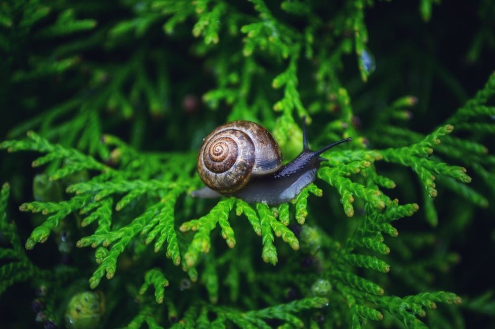 Photograph by  александр