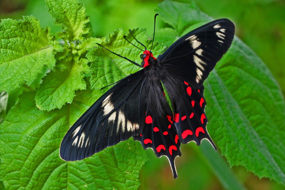 Фотография автора Mohana Murali Krishna Kavutharapu