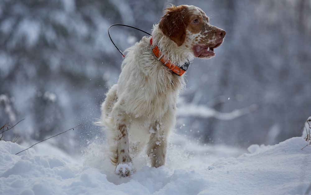 Photograph by Александр Чибиркин