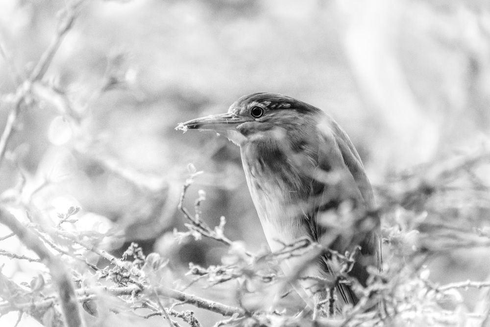 Photograph by Владимир Брагилевский