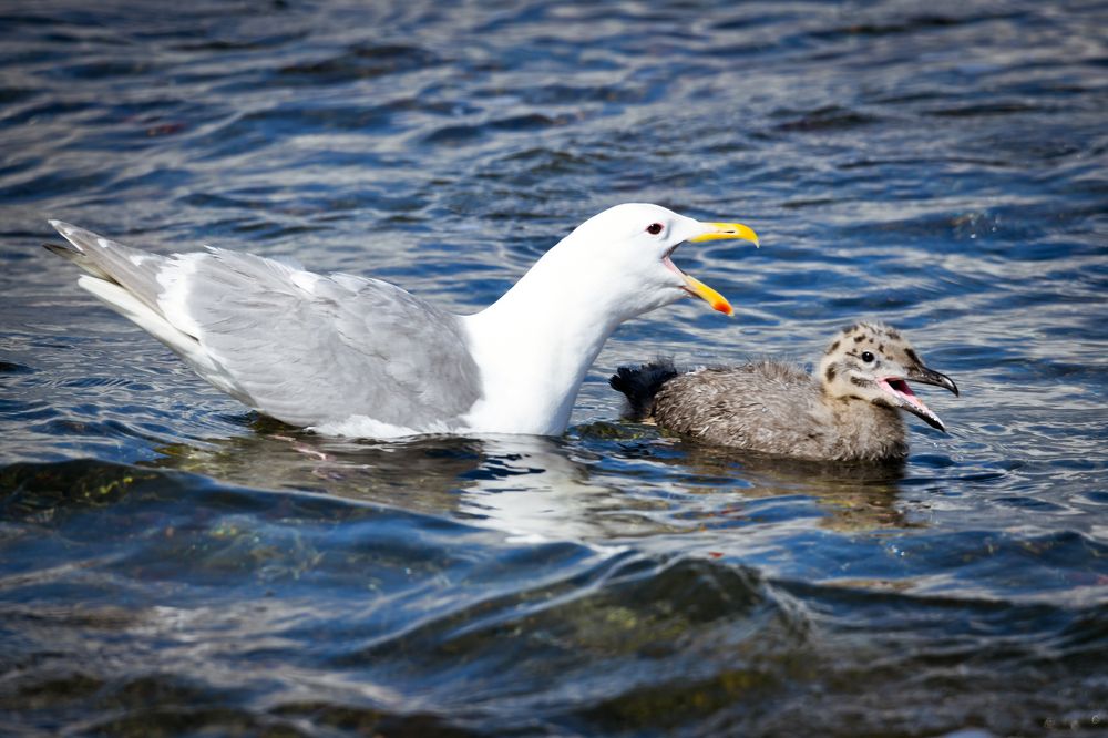 Photograph by Наталья Поспелова