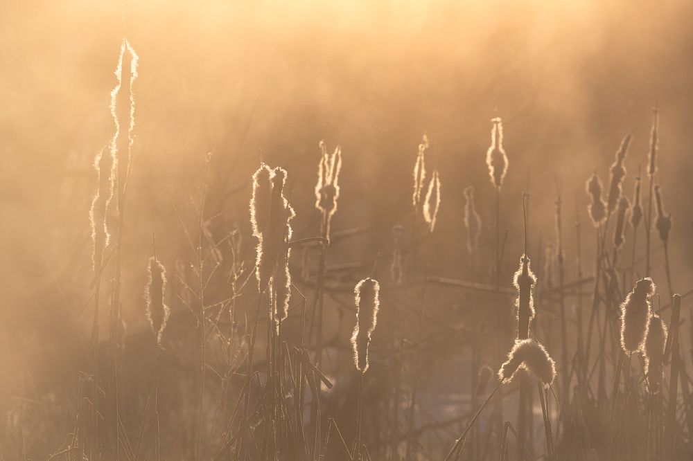 Туман над Торгошей