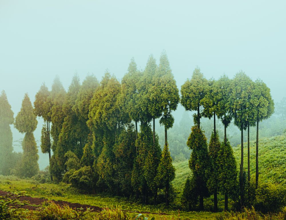 Photograph by Nishant Das