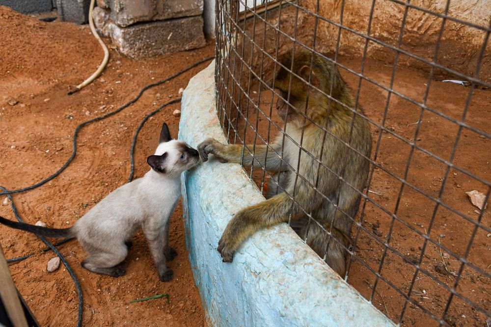 Photograph by Saleh Amara