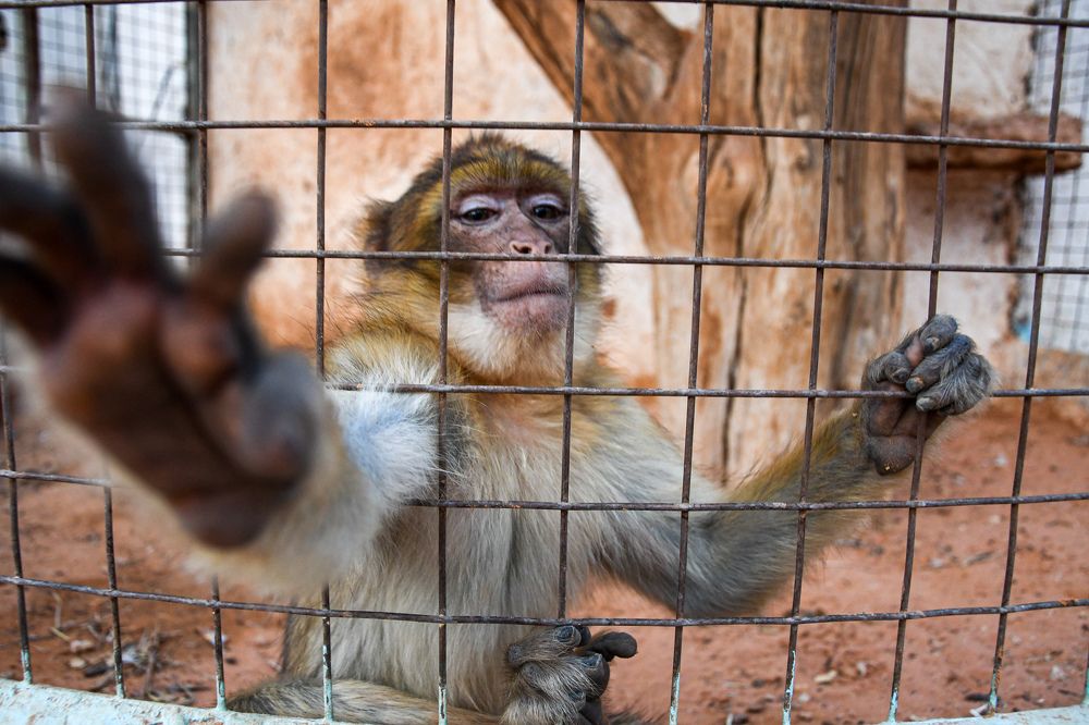 Photograph by Saleh Amara