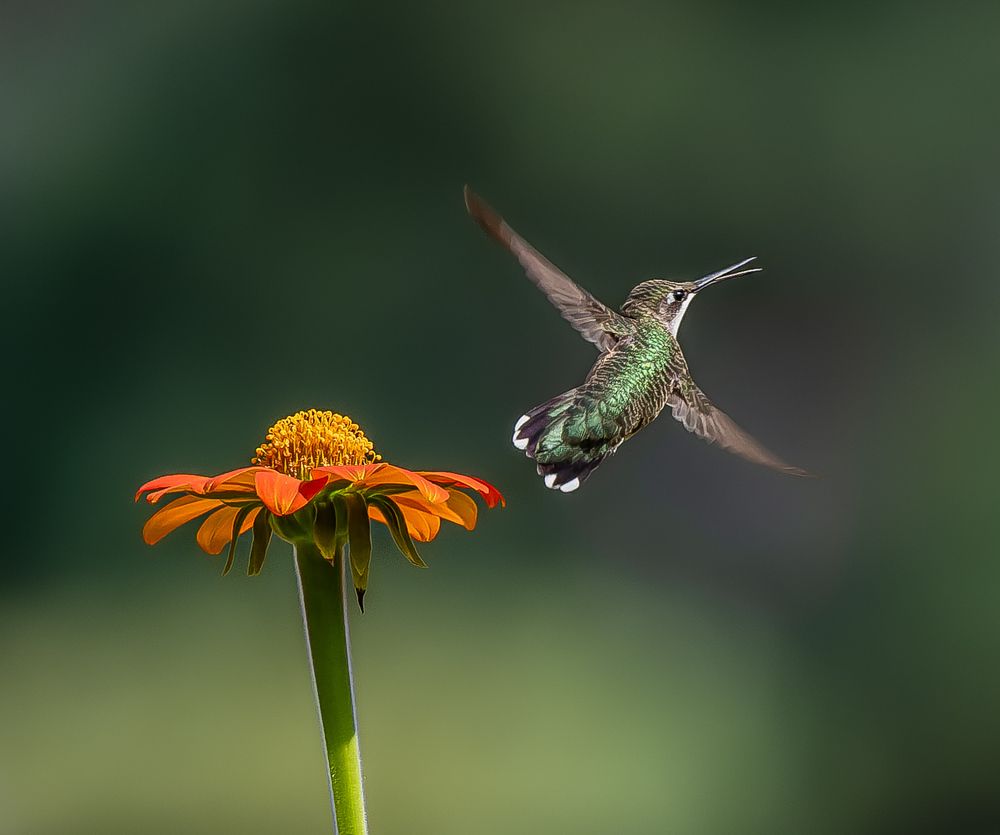 Photograph by jackie schletter