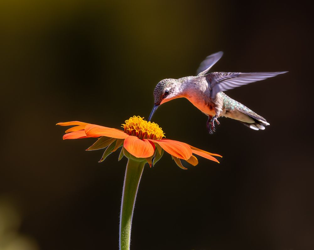 Photograph by jackie schletter