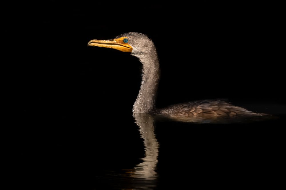 Photograph by jackie schletter