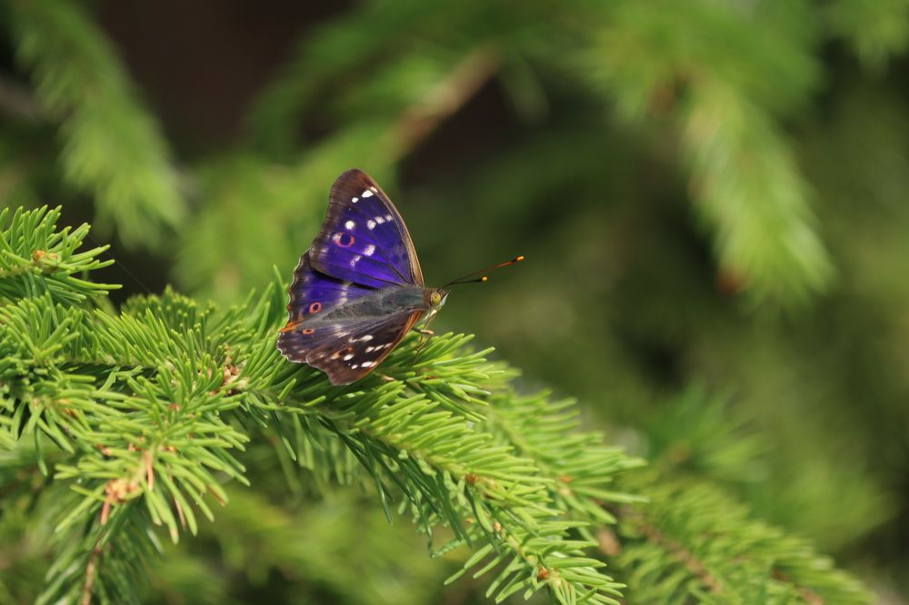 Переливница ивовая