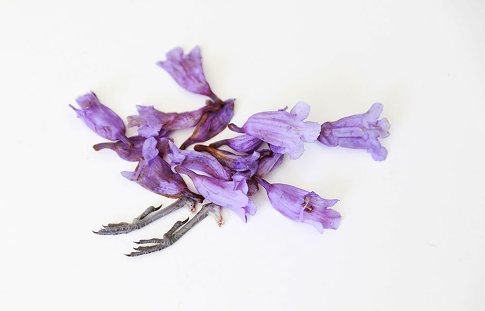 Photograph by Andrea Guedella