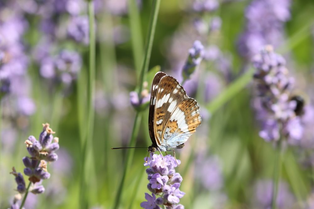 Photograph by Olga Bokareva