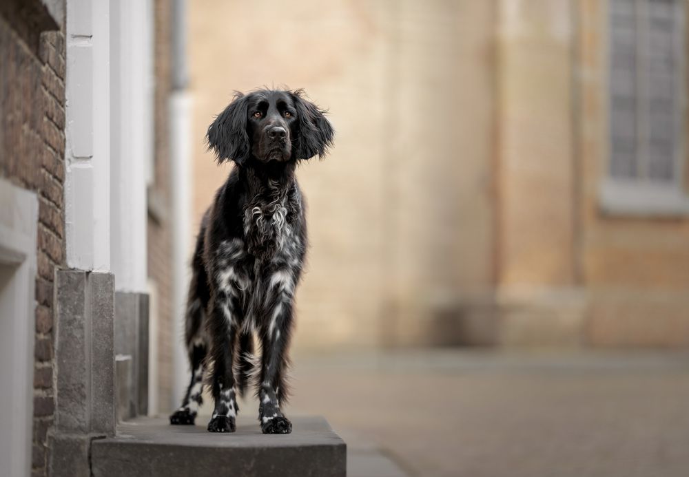 Servicedog & friend for life Jannus-Knillus