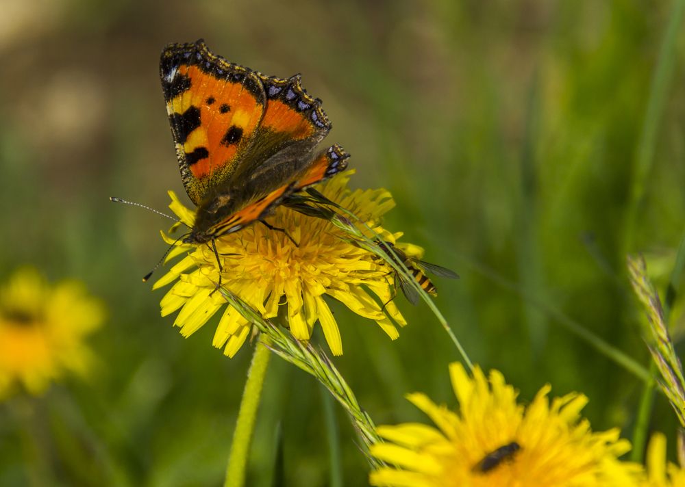 Фотография автора COMSA BOGDAN