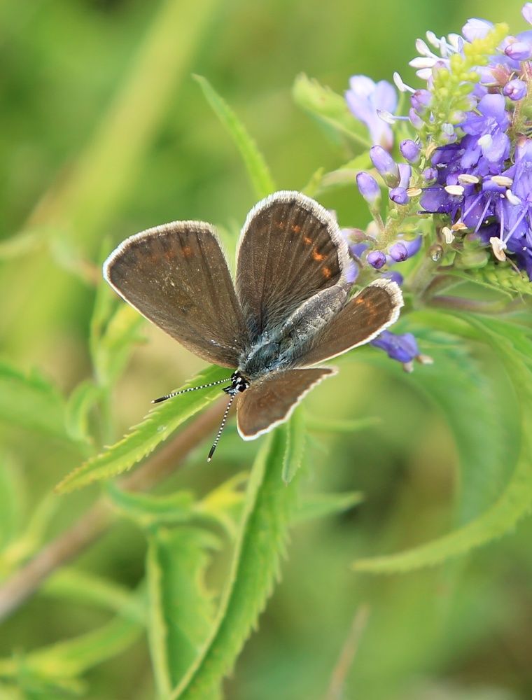 Photograph by Виктория Хмара