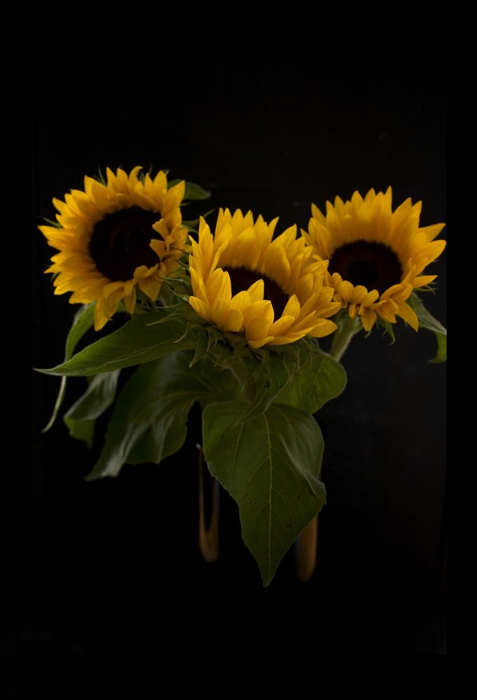 Фотография автора Ljudmila Kostina