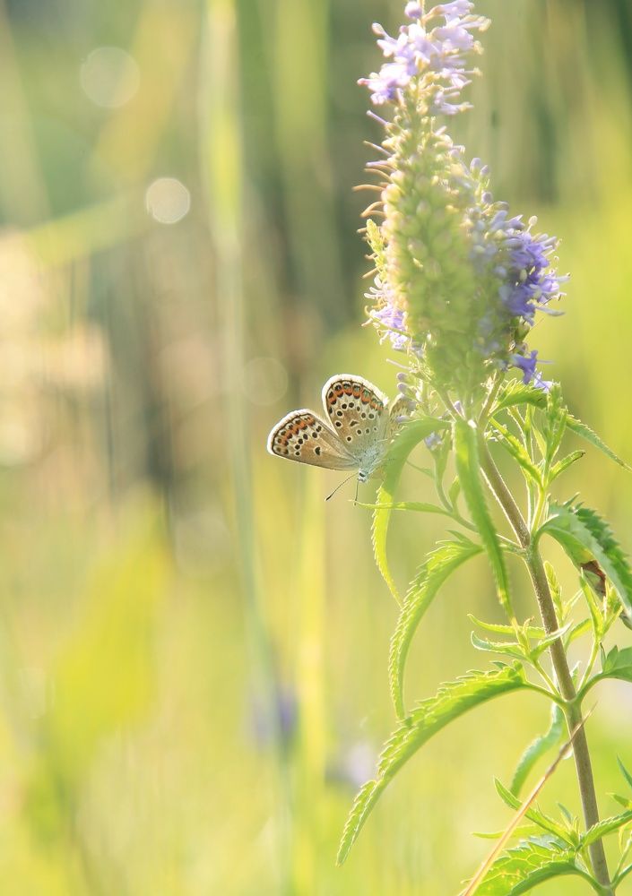 Photograph by Виктория Хмара