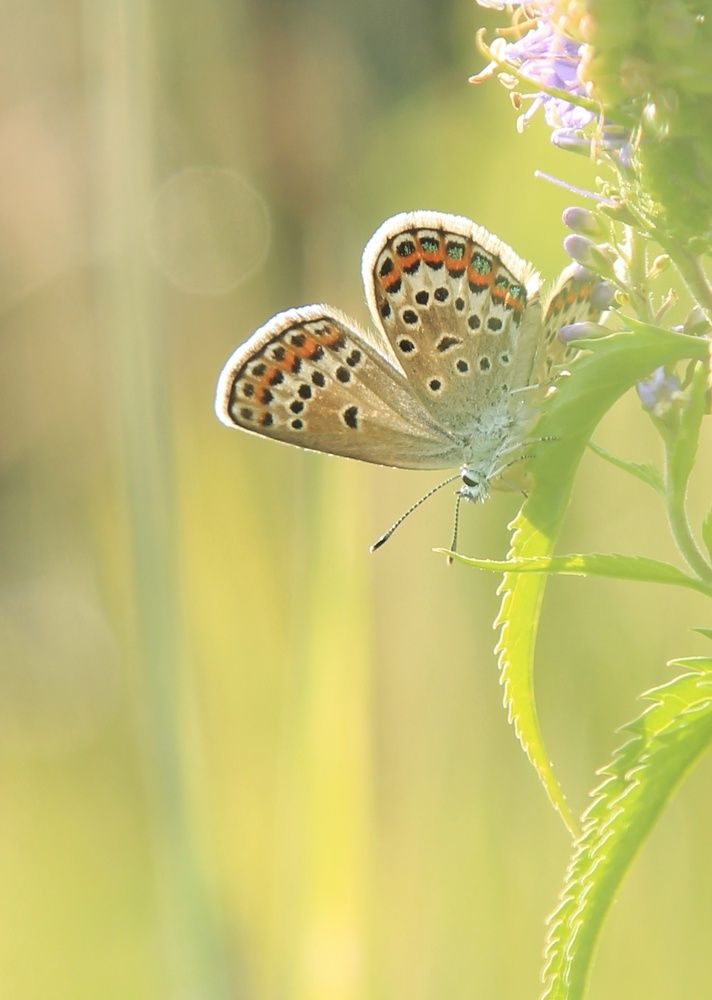 Photograph by Виктория Хмара