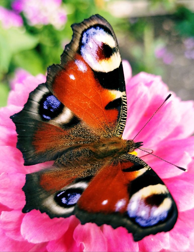 Фотография автора Ola La