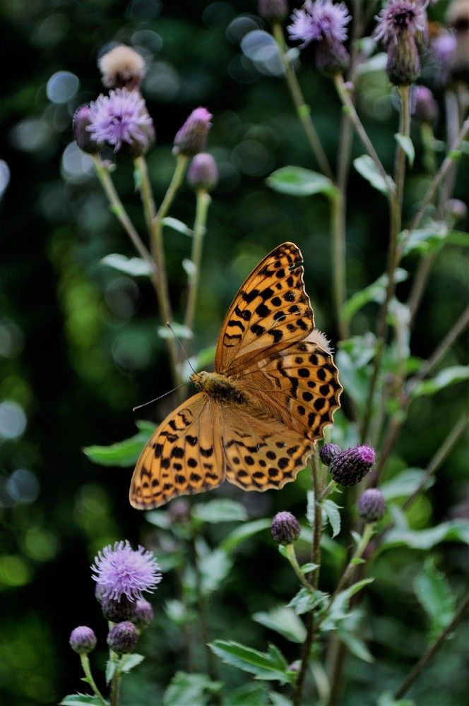 Photograph by Zdeňka Hudcová