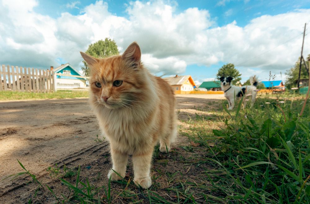 Photograph by Oleg Gerasimov