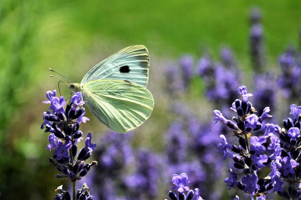 Photograph by Zdeňka Hudcová
