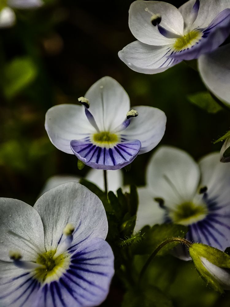 Фотография автора Нина Зинченко
