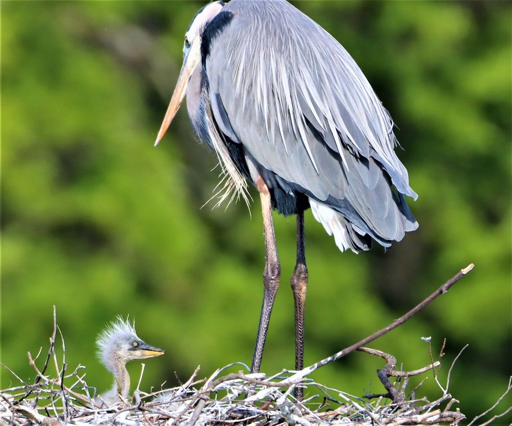 Photograph by Carol Taylor