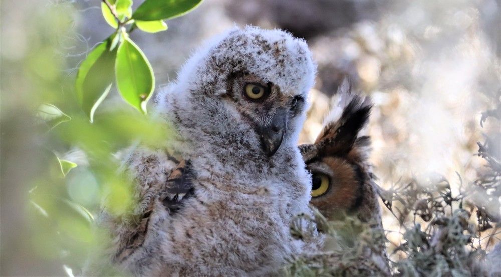 Photograph by Carol Taylor