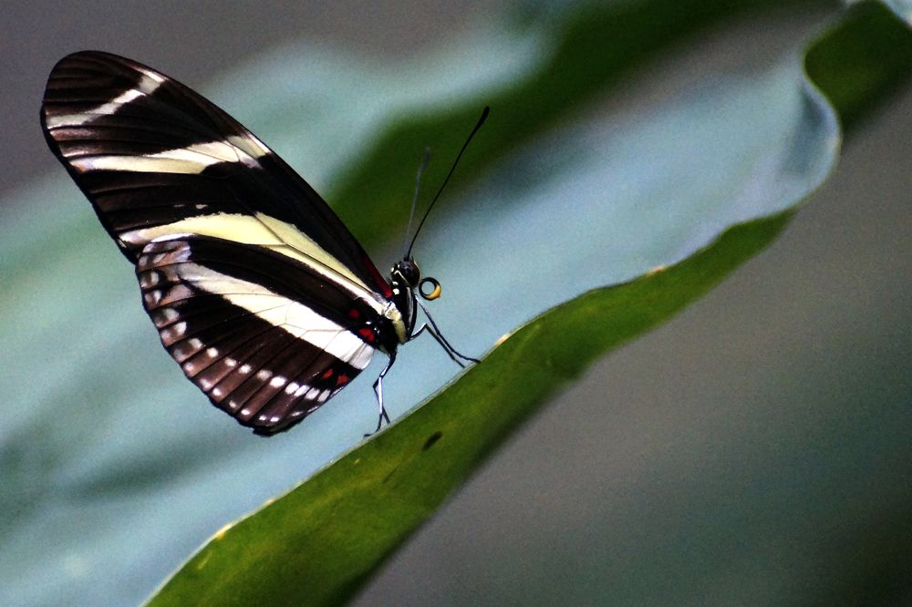 Photograph by Luisa Martina Hernández