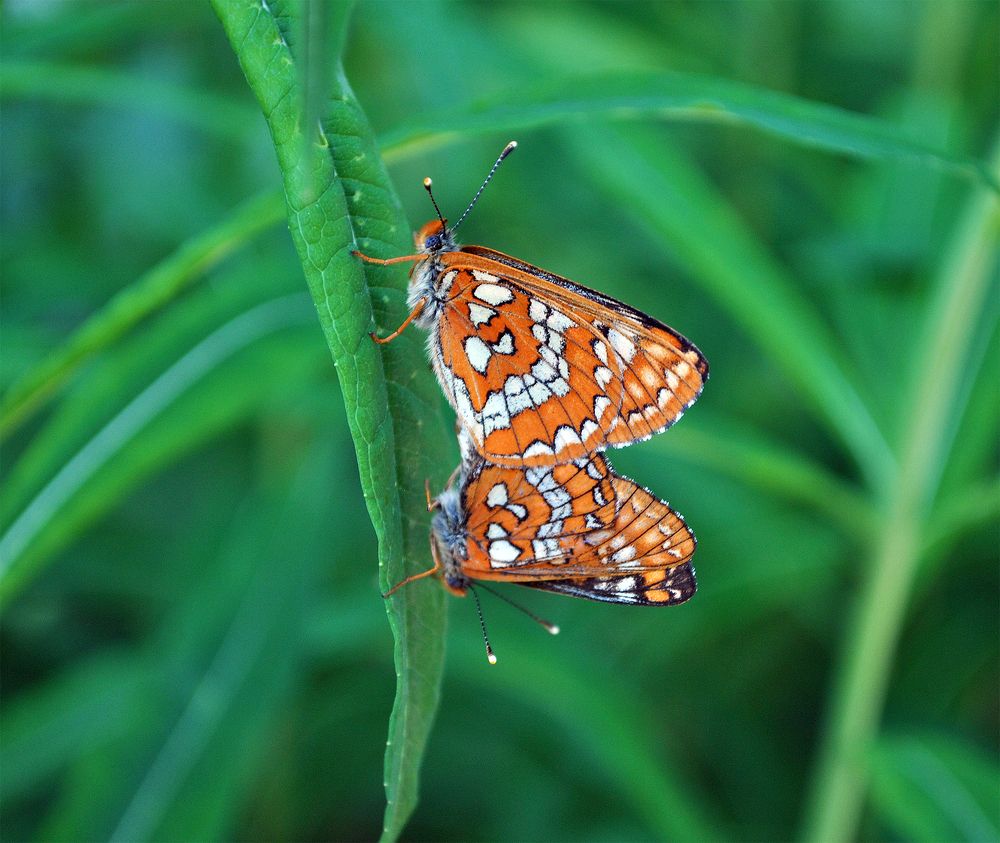 Photograph by Алексей