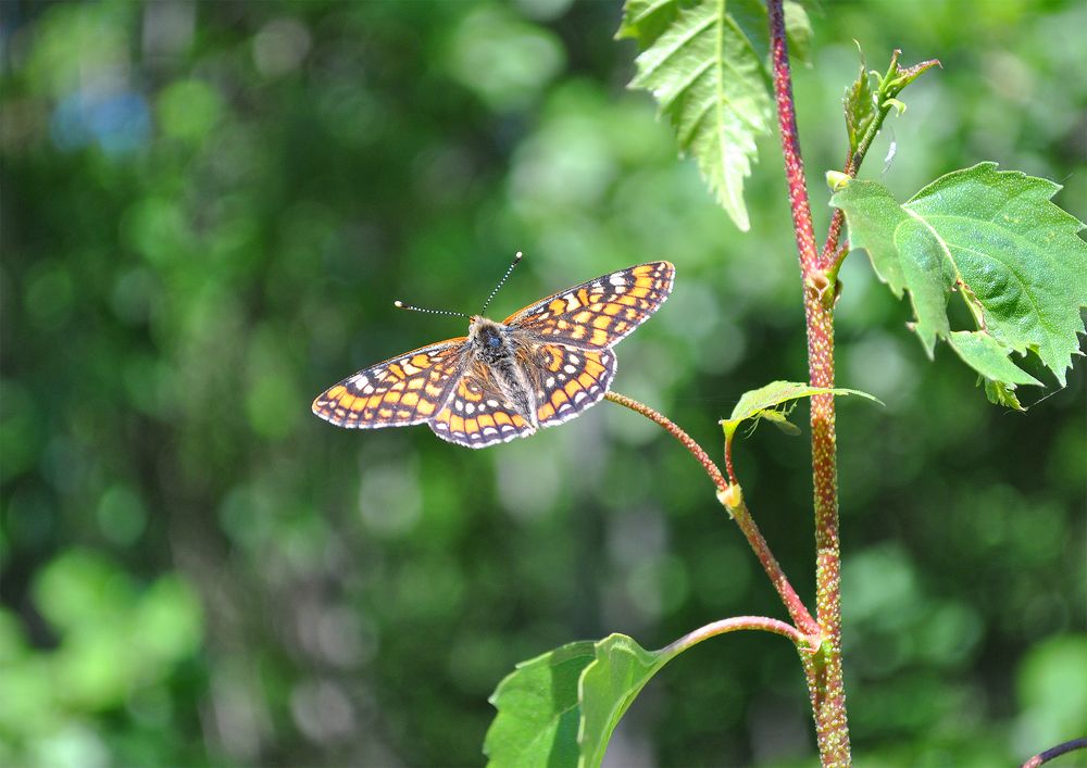Photograph by Алексей
