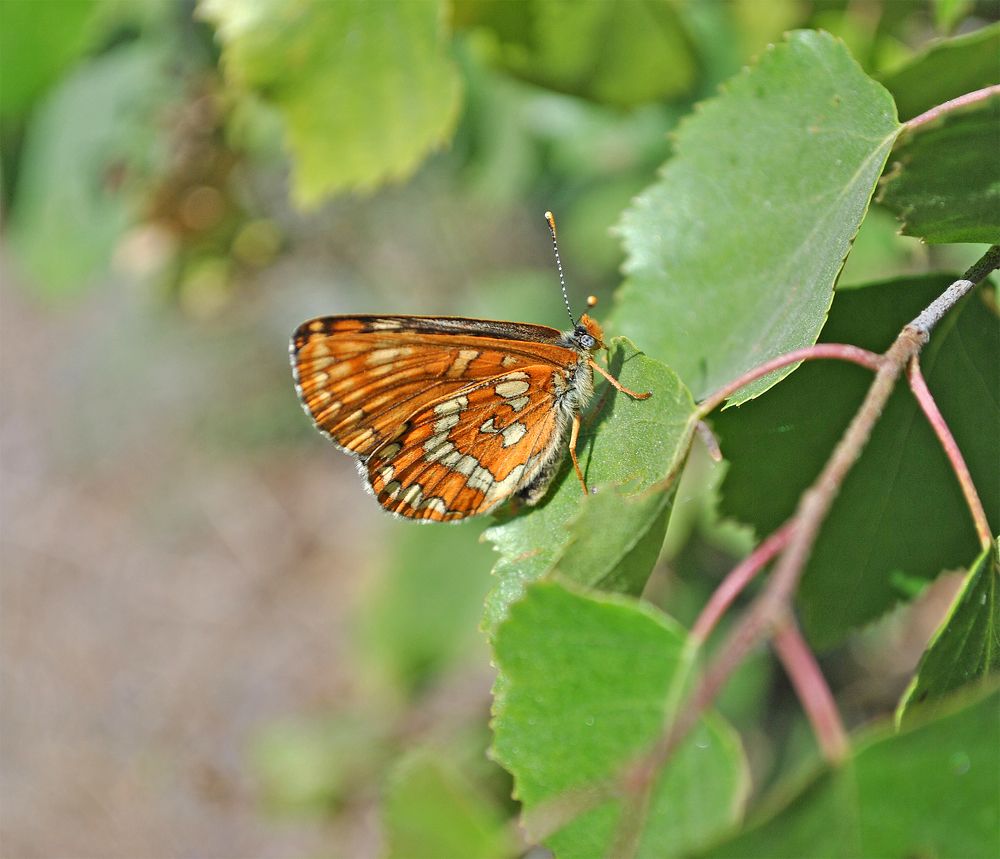 Photograph by Алексей