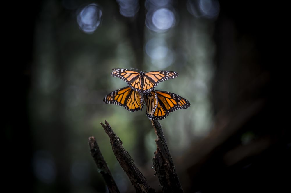 Photograph by Yamile Alfaro Picco