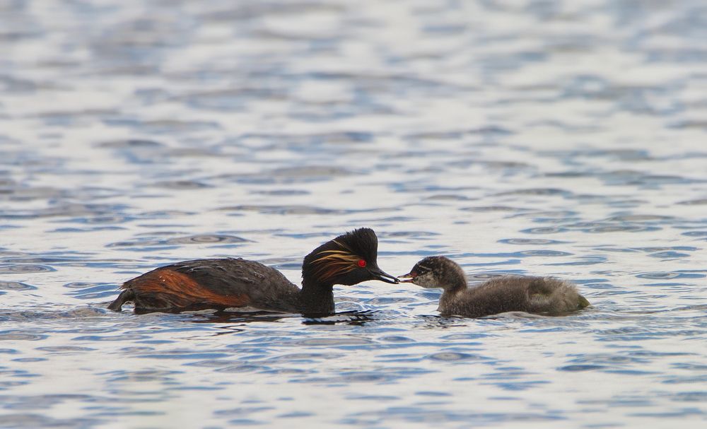 Кормление птенца