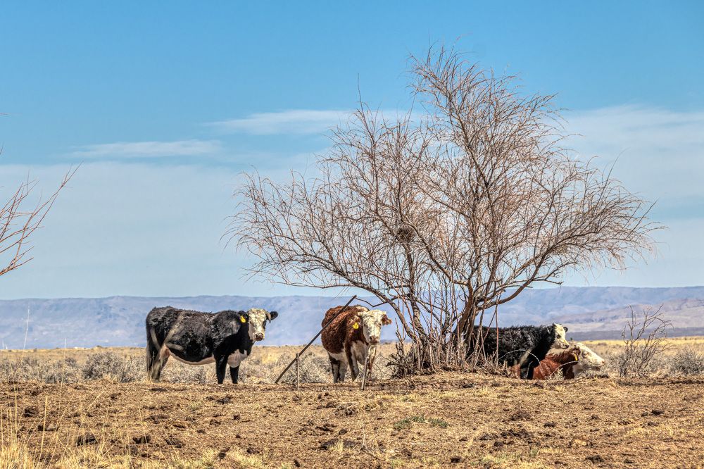 Photograph by Анатолий Костерев