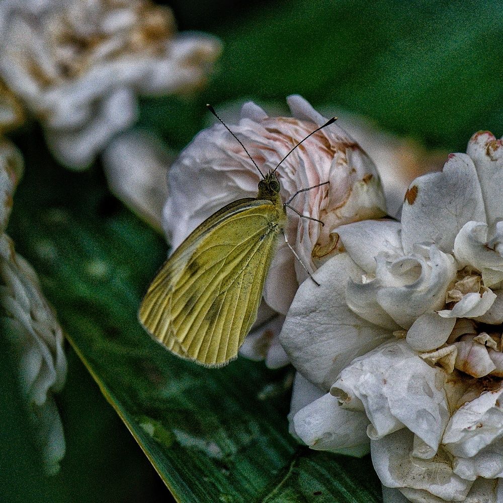 Photograph by Василиса Прекрасная