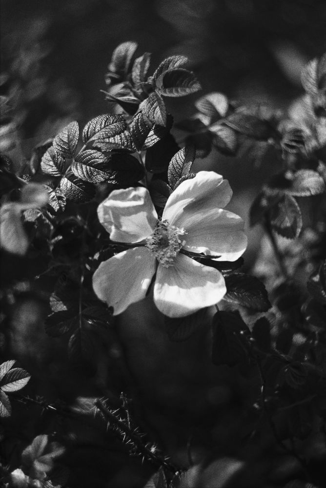 Photograph by Дмитрий Киреев