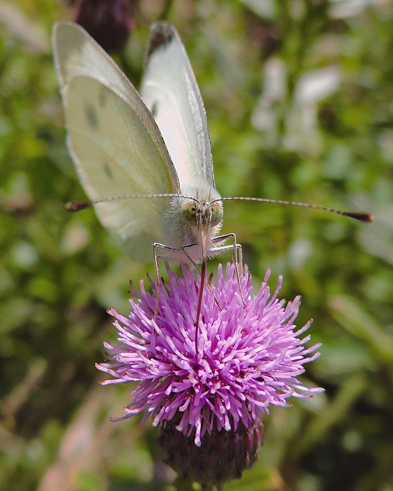 Photograph by Светлана Богомолова