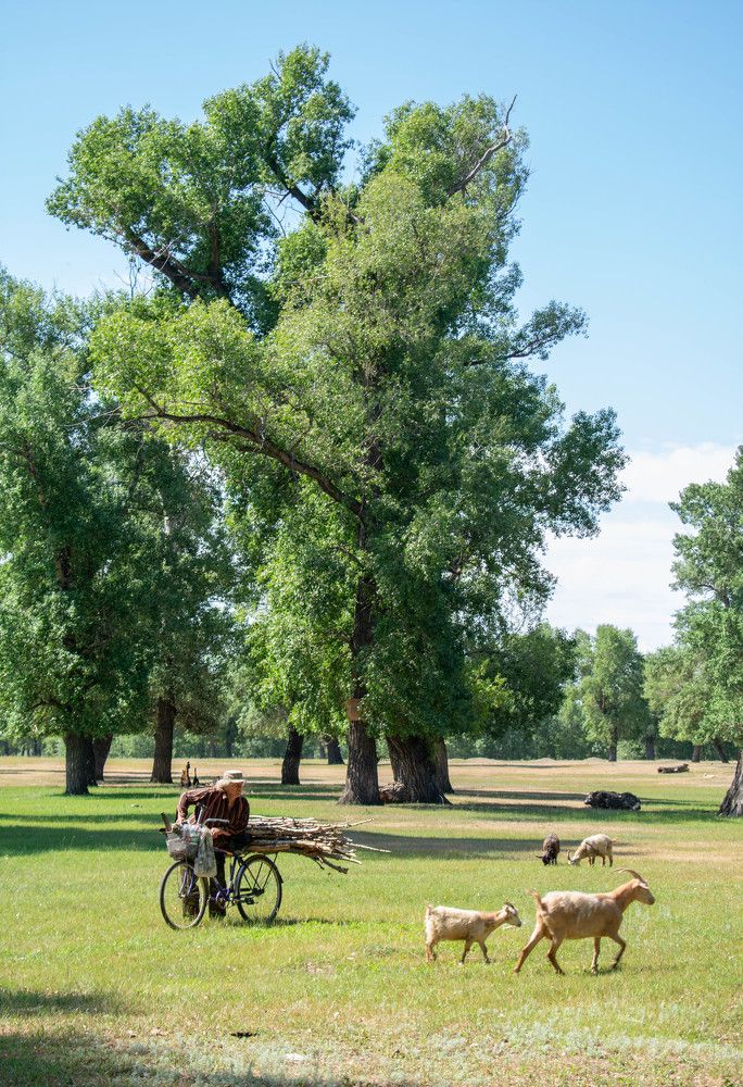 Photograph by Тогжан Таминбаева