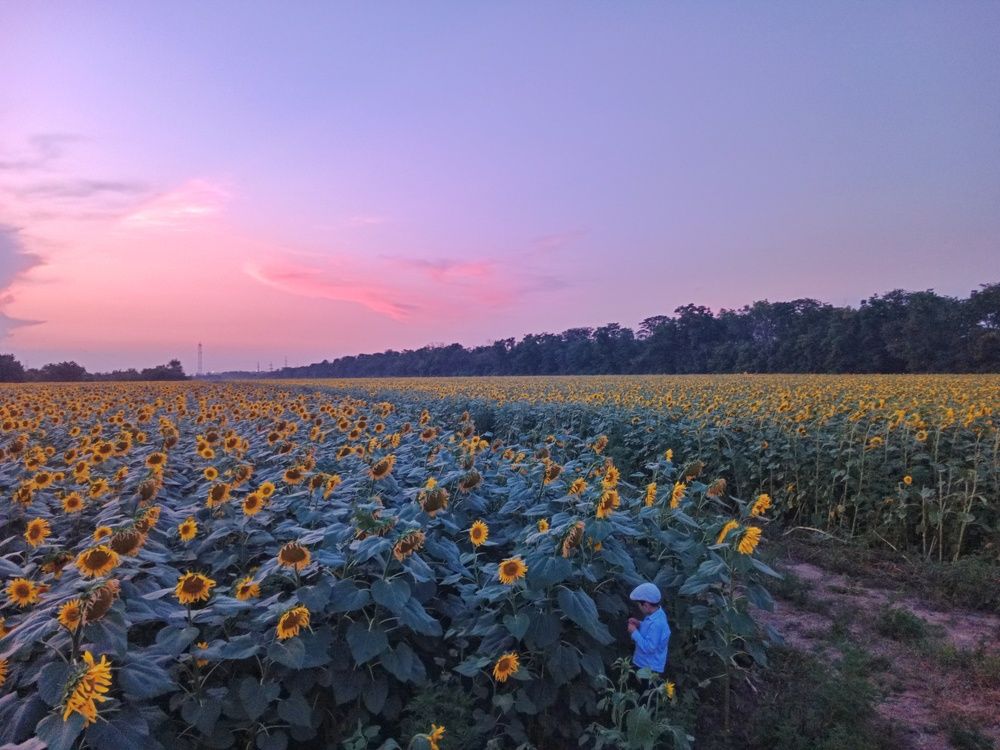 Варлам в подсолнухах