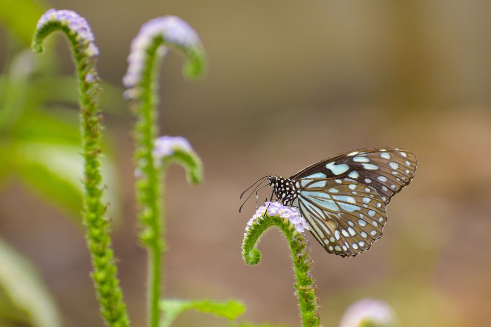 Photograph by Pritam Ghosh