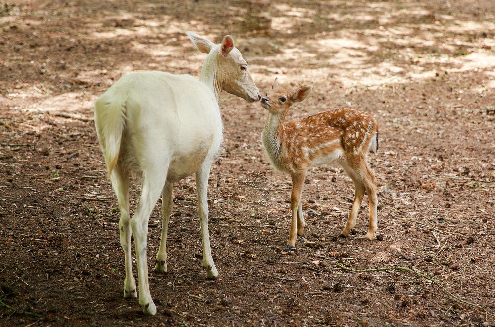 Photograph by Анна Малютина