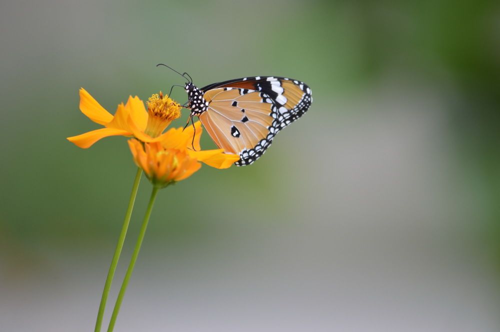 Фотография автора siddharth rathod