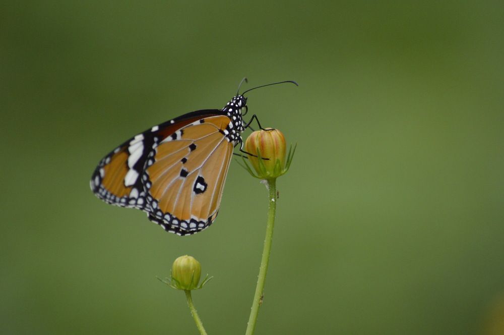 Photograph by siddharth rathod