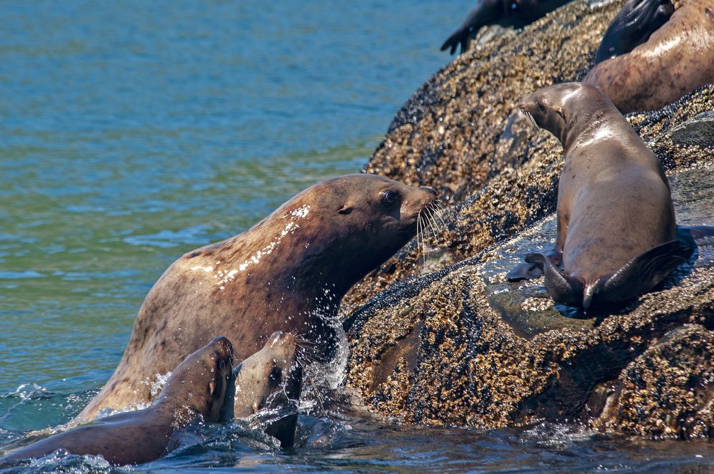 Photograph by Максим Тыщенко