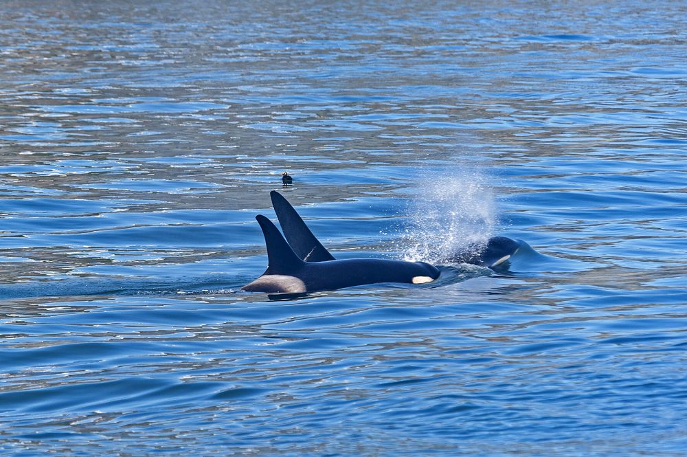 Photograph by Максим Тыщенко