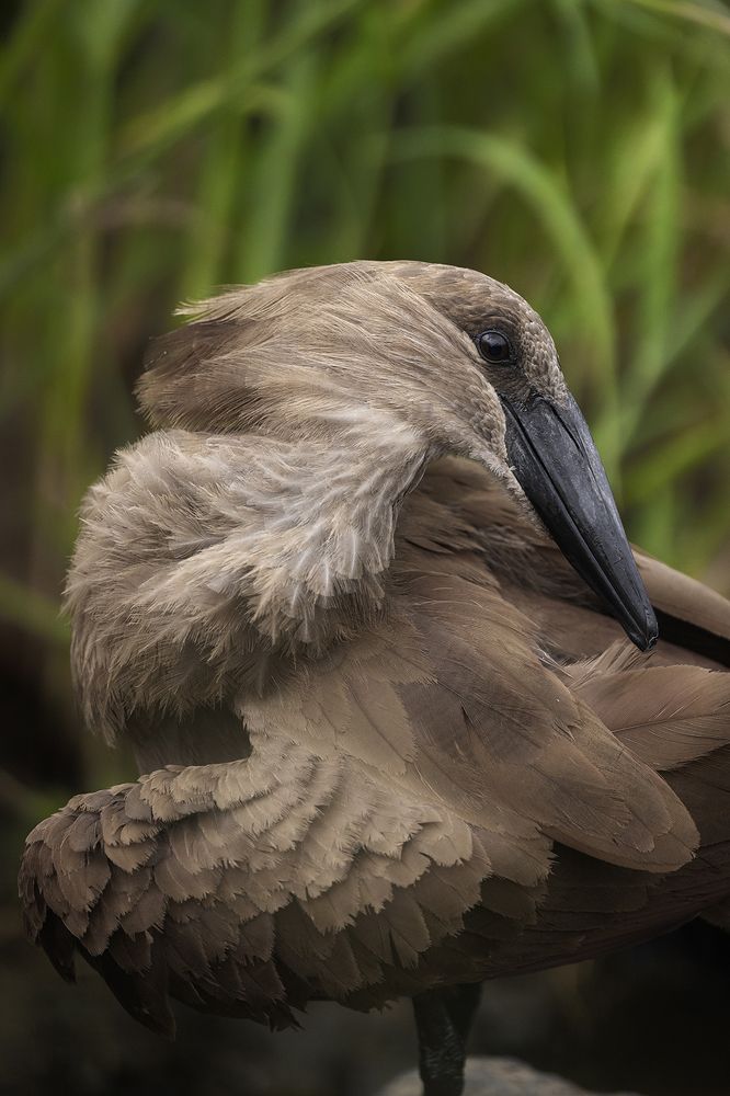 Photograph by Henri Burger