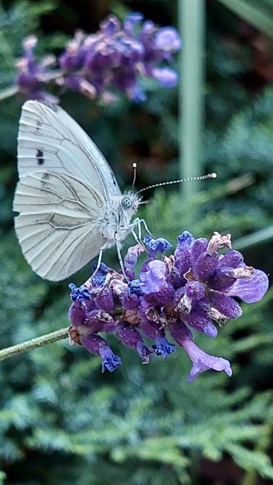 Photograph by Svitlana Usatenko